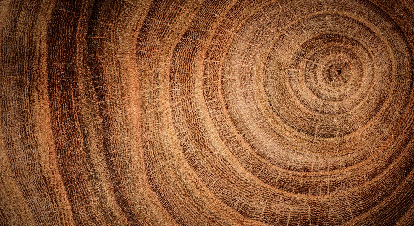 close up of an aging log