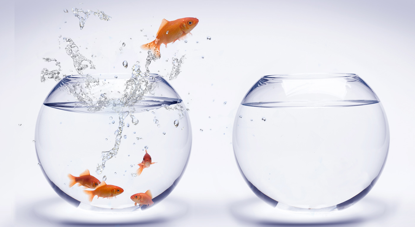 five fish swimming in a fishbowl next to a fishbowl with water; one of the fish is jumping into the bowl with no other fish