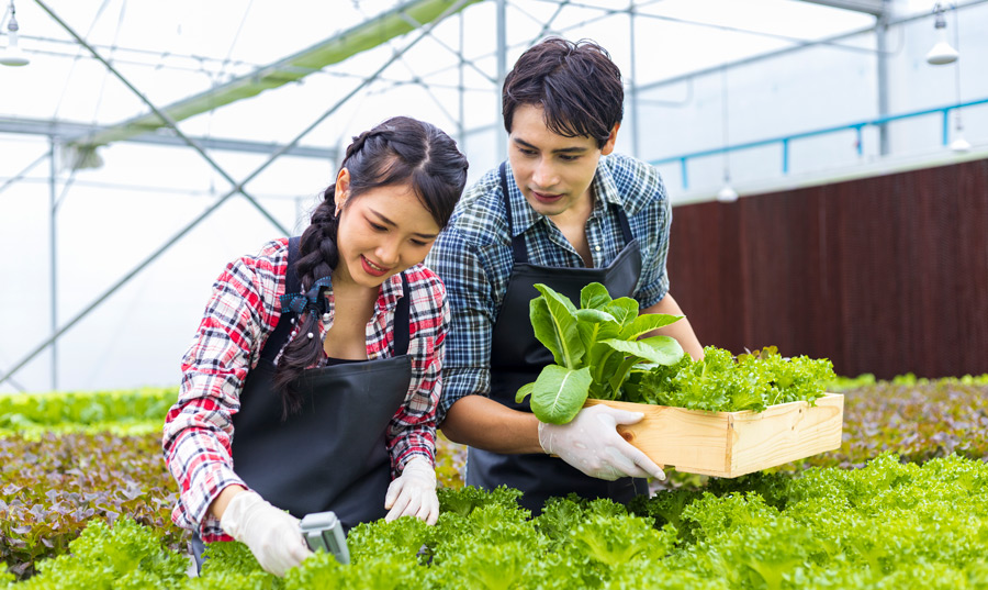 asian man and woman working a garden together